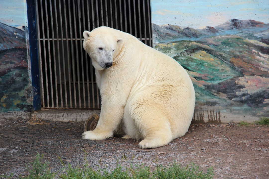 Digital photograph of a polar bear sitting on rocks at the Quebec City Aquarium and Zoo in Quebec Canada.