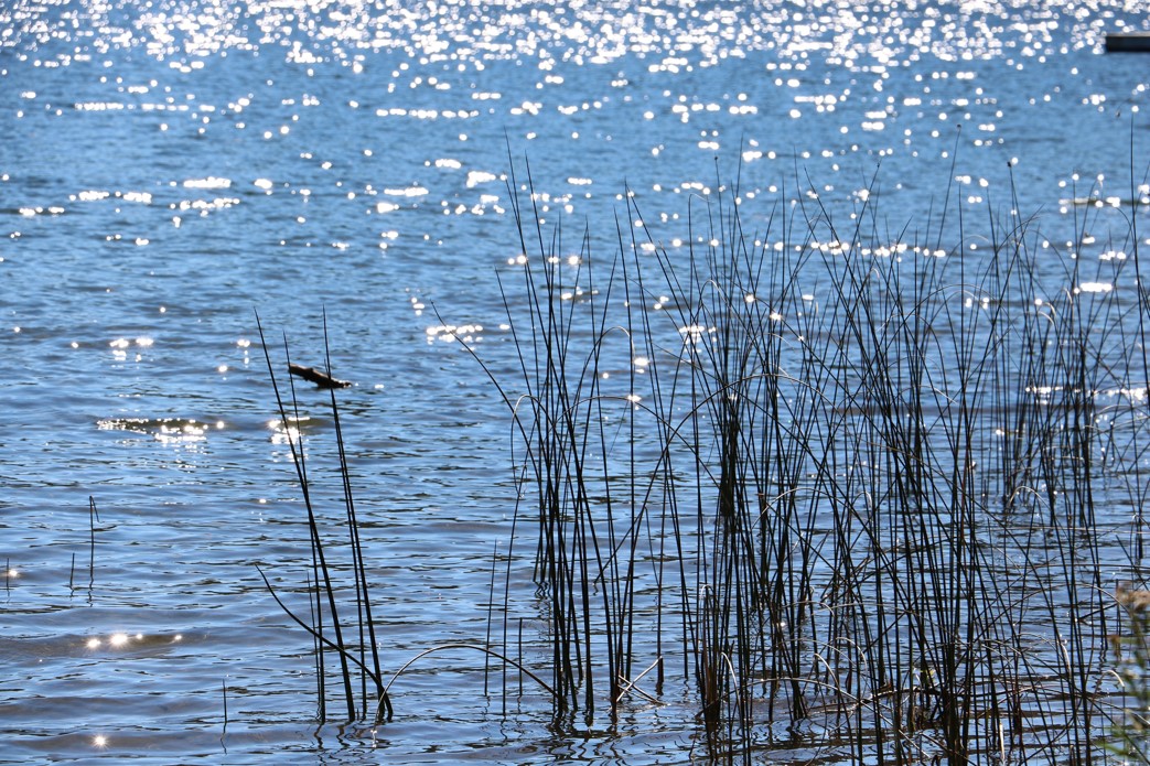 Ripples of water on a lake with sun reflecting off of the water. Tall grass is protruding from the water surface.