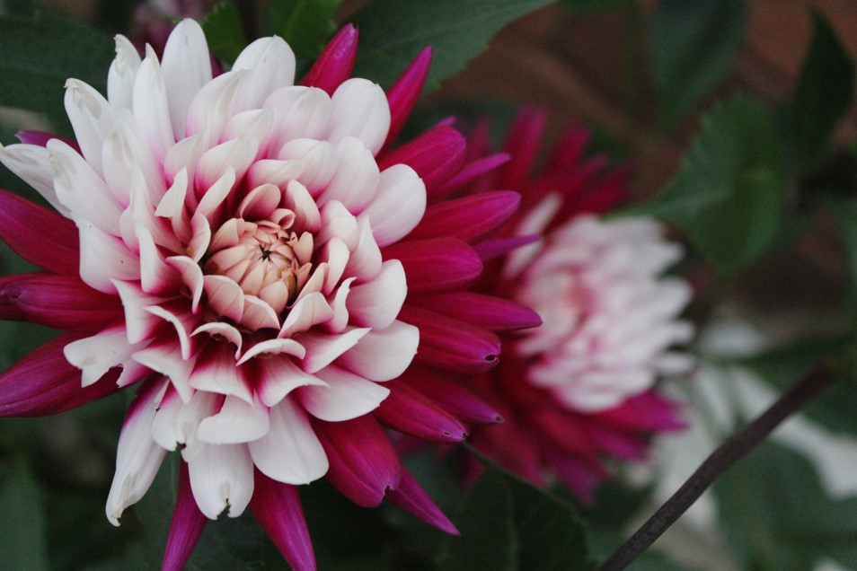 Digital photograph of colorful pink, white, and fuchsia flowers. The image was taken with a Canon SLR digital camera.