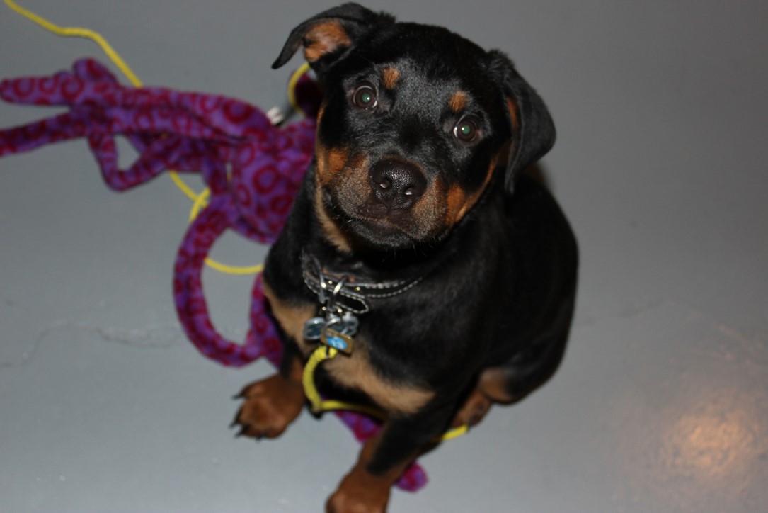 A Rottweiler puppy that is black and brown in color and looking up at the camera.