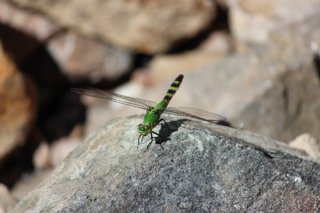 Digital image of a green dragon fly sitting on a rock.