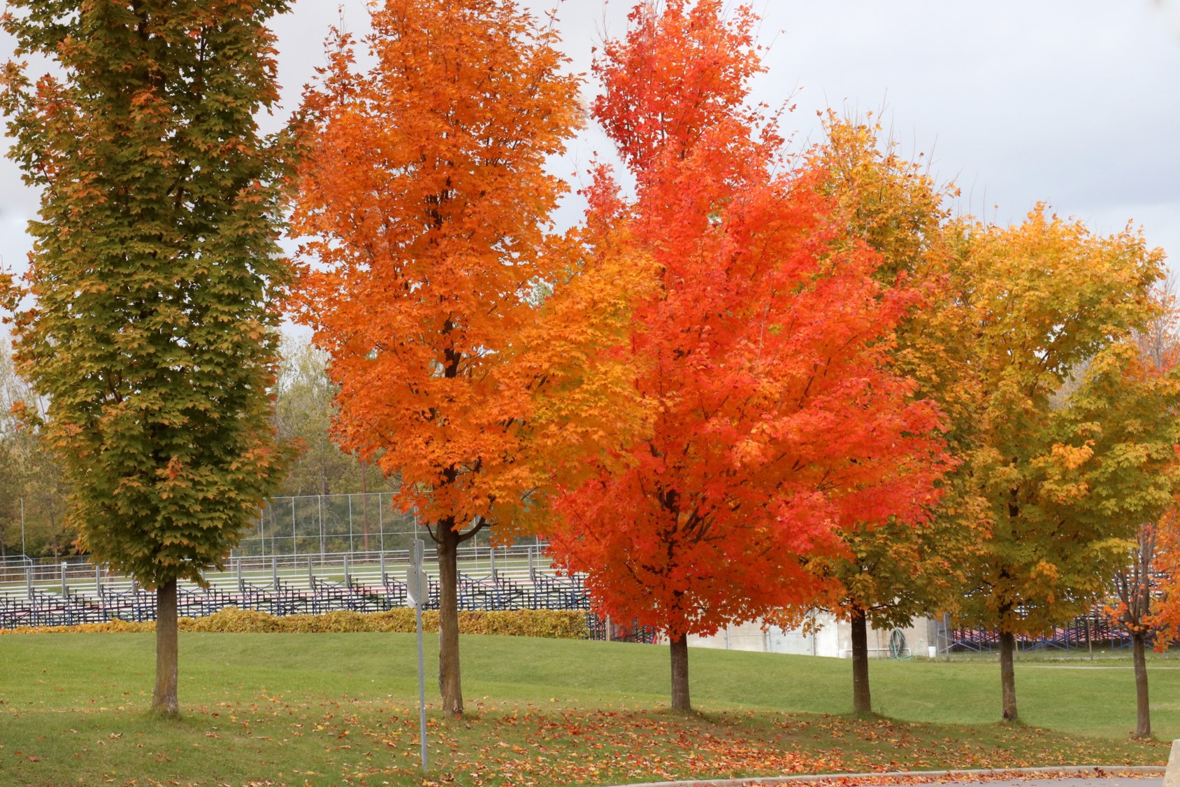 A picture of colorful trees with changing leaves in the fall. Proper training in digital photography can produce this type of vibrant picture.