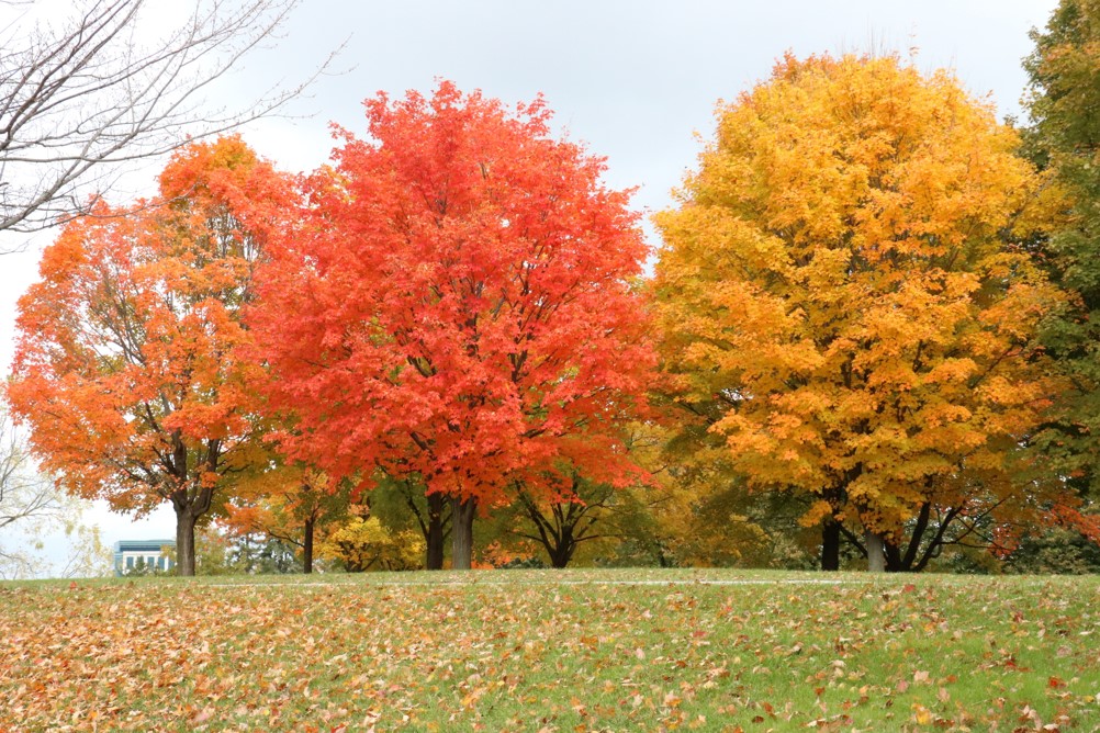 Trees showing the bright fall colors of yellow, red, and orange, which can be found in many parts of Canada and United States.