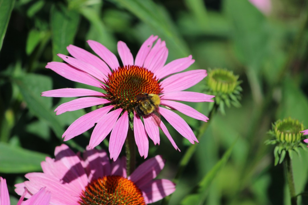 Pink daisy flower with bee on top and gathering pollen. This image provides great color, sharp focus, good depth of field effect, and interesting subject matter.