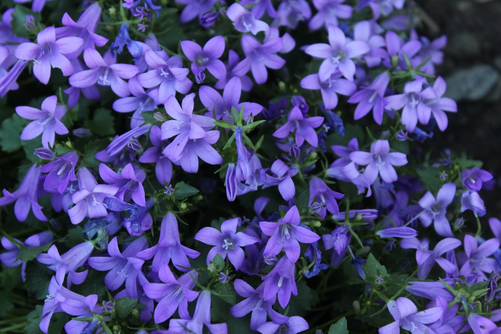 Bright lavender colored flowers with dark green leaves.