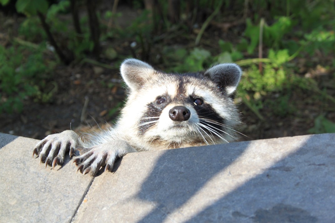 A curious raccoon out in the wild with sun shining on its face and staring at the digital camera.