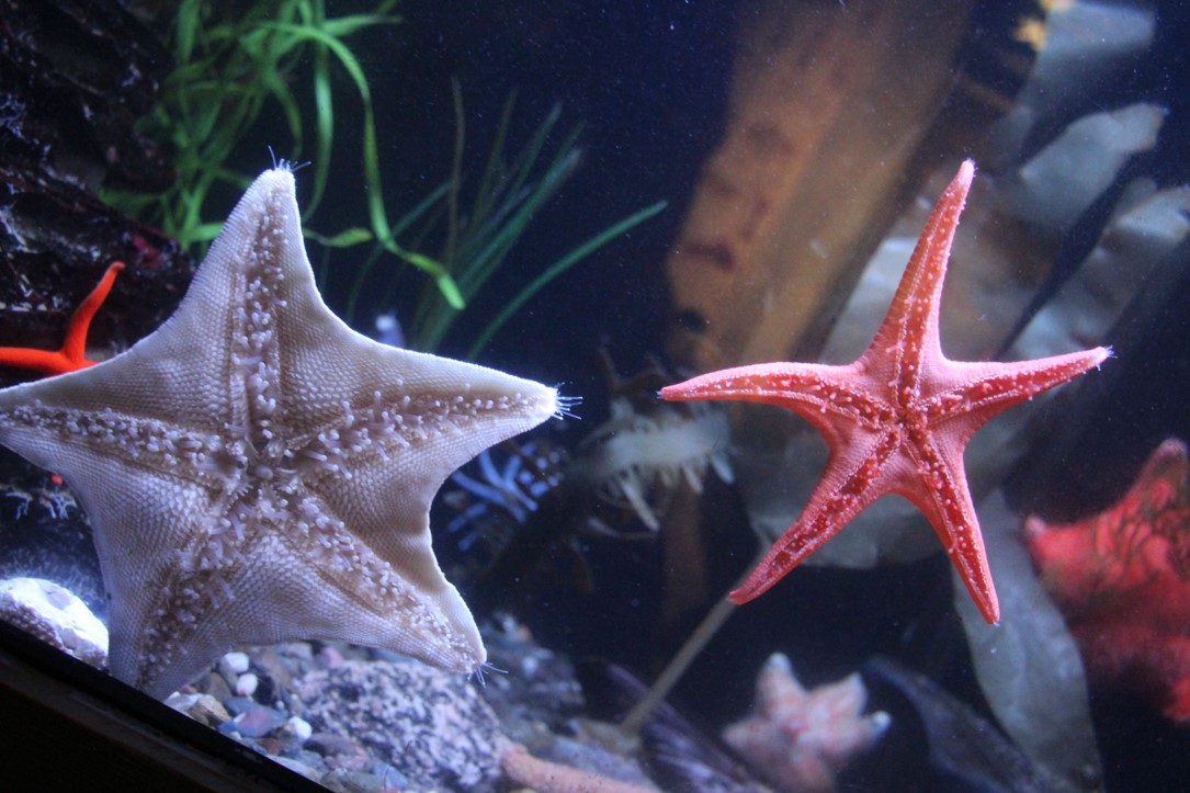 Digital photograph of colorful star fish taken at the Quebec City aquarium in Canada.