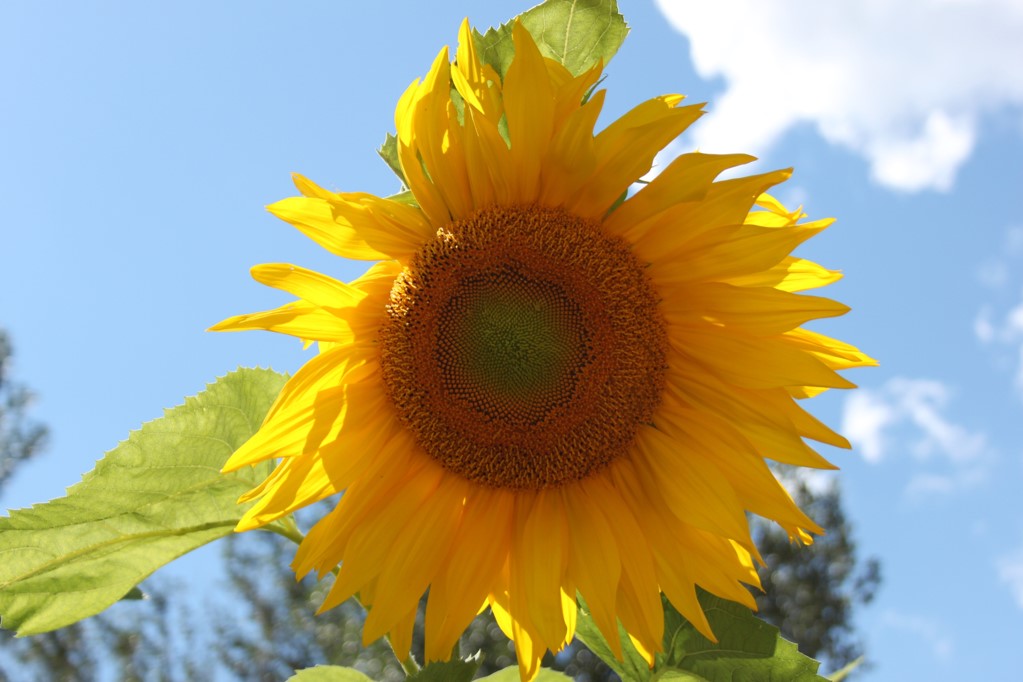 Bright yellow sunflower digital photo with a blue sky background.