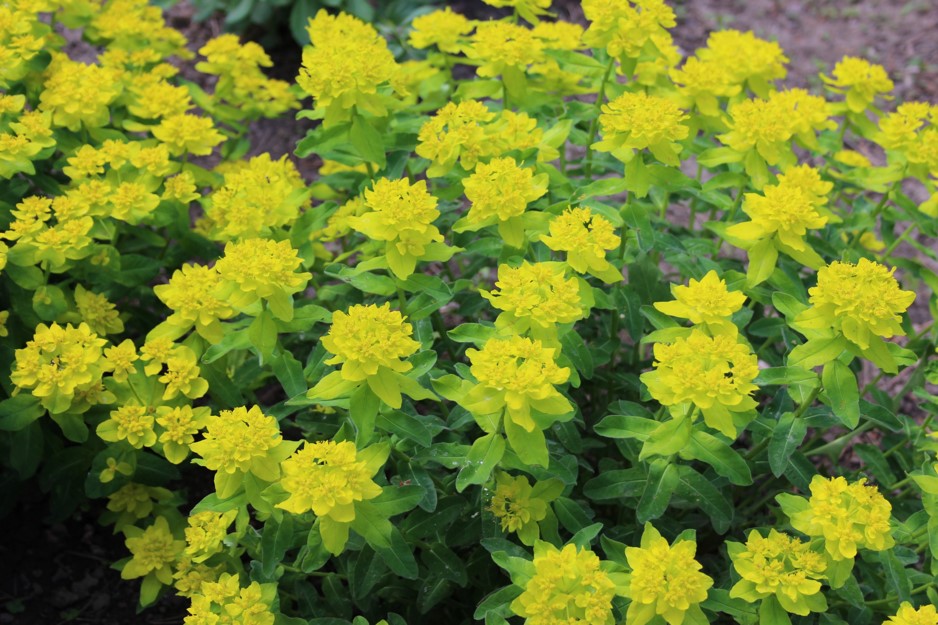 Picture of bright yellow flowers taken with a digital camera.